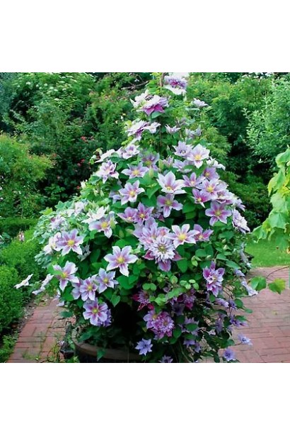 Клематис Пііллу в контейнері